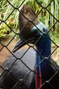 This bird actively tried to murder his keeper while he explained to us... how these birds routinely try to murder their keeper. Another Australian animal not to be messed with.