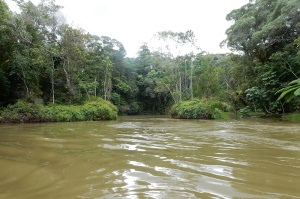 Our duckboat's "road" through the rainforest.