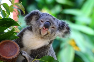 Just look at how pleased with himself this koala looks.