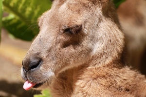 Here's what this kangaroo thinks of THAT.