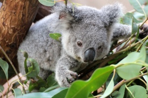 Koalas are adorable. The. End.